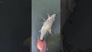 первый жерех этого сезона на немане #fishing #рыбалка #жерех