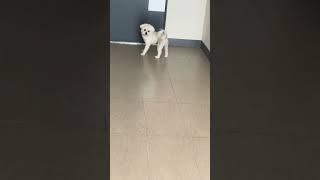 문 당장 열거라ㅋㅋ 산책후 주인 째려보기