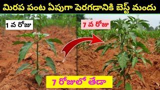 మిరప పంట ఏపుగా పెరగడానికి బెస్ట్ మందు/chilli plant growth#insecticidechilli#cultivation