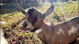 Prepping for fall goat kidding & winter (white death). Taking time to Clean up & organize!