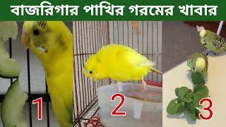 বাজরিগার পাখির গরমের খাবার | Summer Foods for Budgies | budgerigar Pakhi goromar Khabar