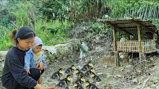 Poor single mother: cutting bananas to sell - buying ducks to raise | Ly Tieu Nu