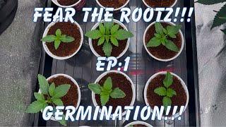 FEAR THE ROOTZ!!! GROWING WEED AT HOME! EP:1 GERMINATION