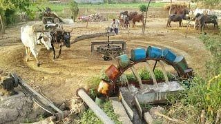 Old Rahat Water Irrigation System | Traditional Rehat | Bull Powered Irrigation Technology