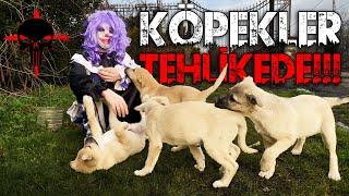 KATİL KASAP YAVRU KÖPEKLERİN PEŞİNDE! - TEHLİKE!!! 