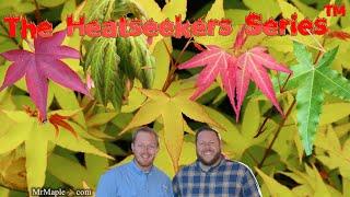 Heatseekers Series™ by MrMaple.com New Heat Tolerant Hybrid Japanese Maples! Acer Oliverianum X