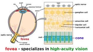 Visual Processing and the Visual Cortex