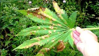 Identifying and Treating Cannabis Diseases #4:  Leaf Septoria