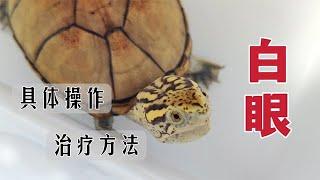 龟龟白眼药涂不进去？用药很久没效果？看完这期你就懂了！【Sun苏暖】