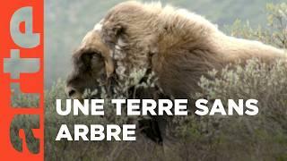 Norvège, Dovrefjell-Sunndalsfjella | Les parcs naturels... en Minuscule | ARTE Family