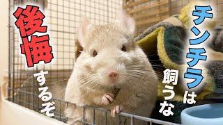 チンチラをお迎えしたい方へ。飼わない方がいいです。【大変なところ７選】