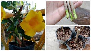 How To Grow Allamanda Flowers From Cuttings?