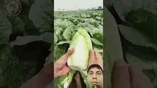 #fruitcrops #agriculture #trending #gardian #lettuce