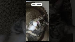 꽃단장하는 호야 #고양이 #고양이브이로그 #cat #고양이영상 #꽃냥이 #cute #냥이 #냥이일상 #냥이브이로그 #냥냥 #냥냥이 #나만없어고양이 #고영희