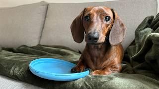 Mini dachshund picks out his own toy!