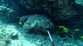 Spearfishing the Shallows - 3 Pronging for Kole - Big Island of Hawaii