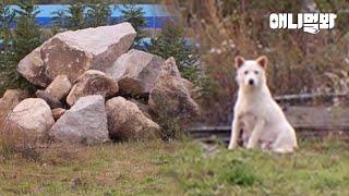 한파에도 돌무덤을 떠나지 않던 백구가 끝까지 지킨 것….ㅣDog Didn't Leave Stone Mound To Protect This