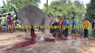 How Does An Elephant Give Birth | Newborn Baby Elephant