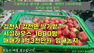 김천시 감천면 시설하우스 딸기밭 1880평 매매가 1억 3천만원