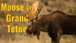 Moose Sounds - Grand Teton National Park