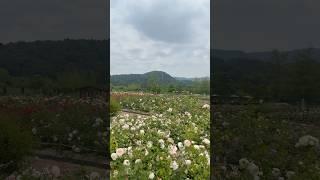 해운대 수목원 #장미원