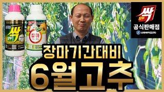 [모두싹나라](자막있음)6월 장마기간 전 관리방법과 장마기간 동안 관리방법, 고추 탄저병 발생 시 치료방법까지! 구매문의 010-5786-5301