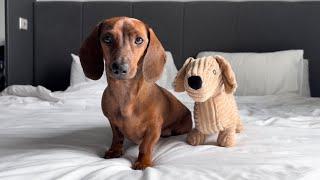 Mini dachshund loves his look-alike toy