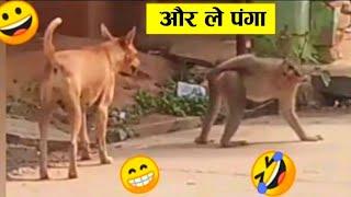 बंदर को उंगली करना भारी पड़ गया ll Monkey funniest moment 