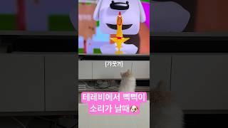 테레비에서 나는 장난감 소리에 반응하는 강쥐 #강아지쇼츠 #pomeranian