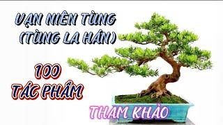 100 Chậu Vạn Niên Tùng ( Tùng La Hán) Cho Người Yêu Bonsai Tham Khảo.