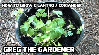 HOW TO GROW CILANTRO / CORIANDER - Greg The Gardener