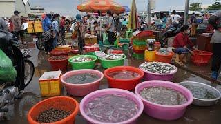 Morning Fish Market Scene @Prek Phnov Bridge - Morning Daily Life Style of Vendors Phsa Trey