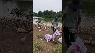 #duck #farmer #duckfarming #factory #animals #shorts