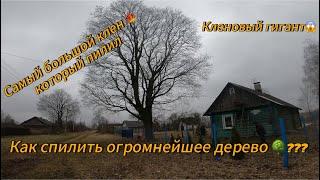 Арбористика‼️Удаление клена внушительных размеров. Самый большой клен который когда либо пилили!