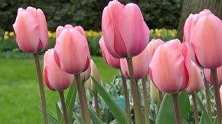 Tulip 'Pink Impression' - FarmerGracy.co.uk