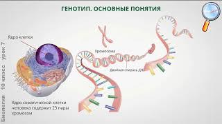 Генетическая информация её реализация в клетке. Ген. Геном.