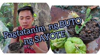 #sayotefarming PAGTATANIM NG BUTO NG SAYOTE