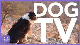 Dog TV: 12 Hours of Entertaining Dog Walks on The Beach! (2021)