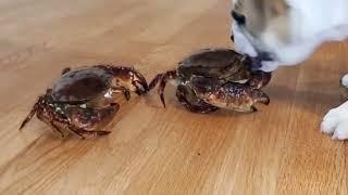 Syuzi Englishbulldog As A Puppy Greeting  Raw Live Crabs