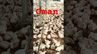 Oman#afzal #online #viralvideo