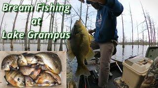 Bream Fishing at Lake Grampus 3-11-23