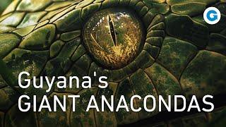 A Deadly Encounter in the Wild: Guyana's Giant Anacondas | Wildlife Documentary