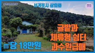 제주도급매물 중 한라산뷰와 오름이 주위에 위치하여 쾌적하고 서귀포에서 귤밭있는 과수원,전원주택지나 체류형쉼터를 계획하시는 고객님께 적합한 과수원 이며  도심으로 접근성도 좋습니다.