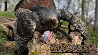 Wisconsin Gobbler Takes a Dirt Nap! Self-filmed Turkey Hunt