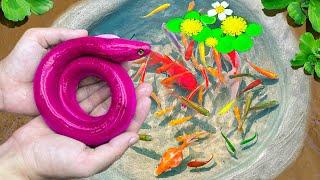 Catch Giant Colorful Egg Eel Nest, Ping Pong Fish, Zebra Fish, Guppies, Turtles, Guppies, Shrimp