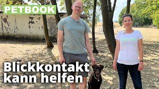 Aufmerksamkeitssignal mit Hunden trainieren | Dogschool | PETBOOK