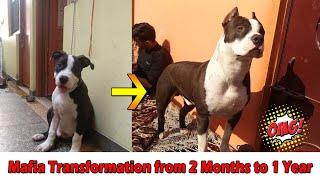 Pitbull Puppy Transformation from 2 Months to 1 Year [Puppy to Dog]