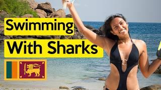 Swimming with Sharks in Sri Lanka - Pigeon Island Trincomalee