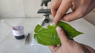 How to prepare stomata slide for microscopic examination.