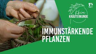 Chronisch erschöpft: Immunstärkende Pflanzen | Kleine Kräuterkunde